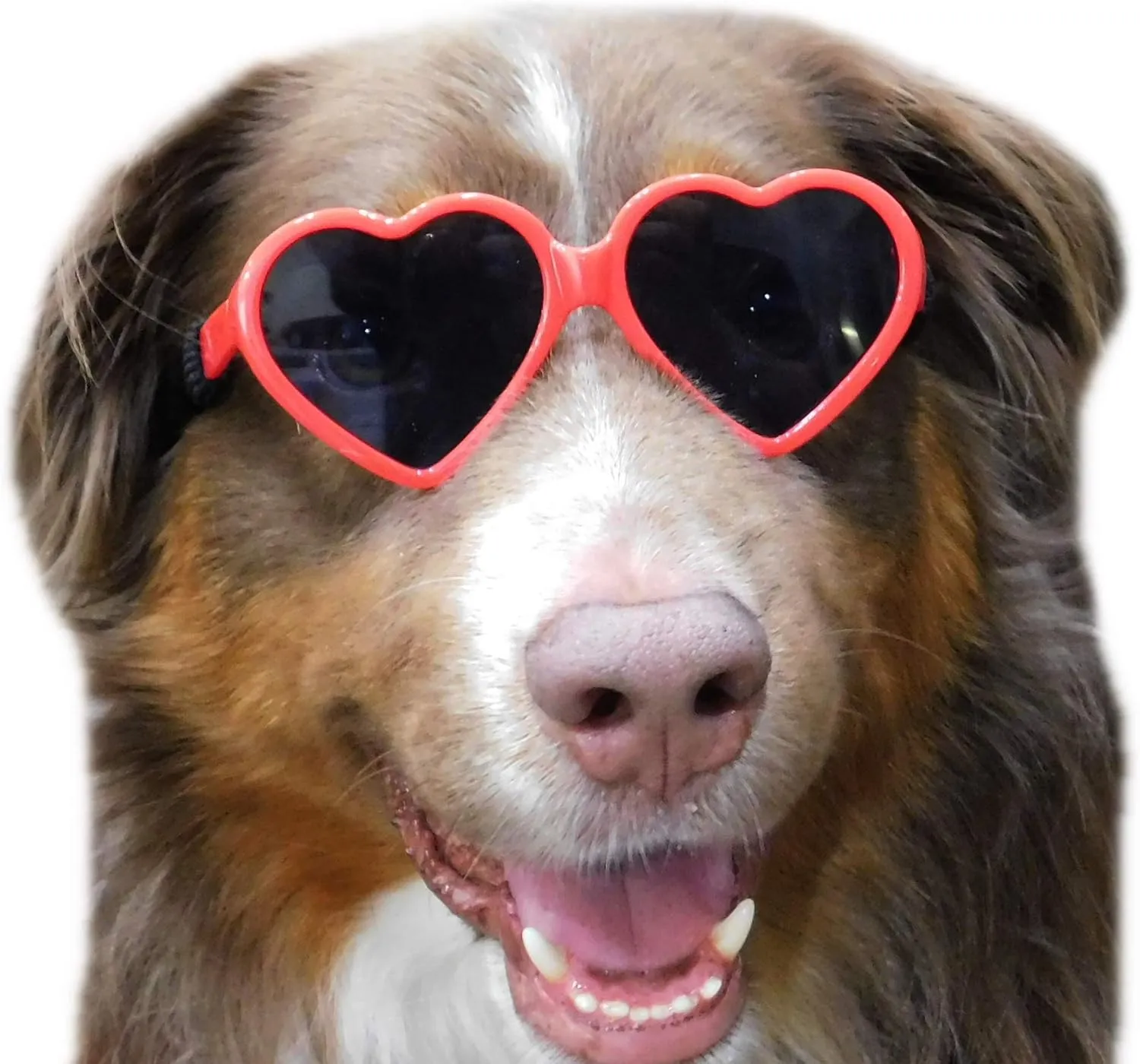 G012 Dog Pet Costume Prop Sunglasses Heart Shape Medium Breeds 20lb-40lbs (2-Pack Red   Pink)